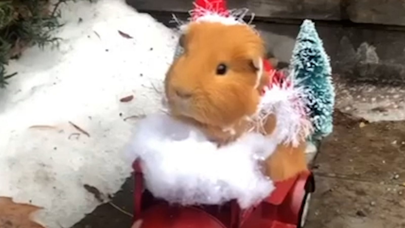 VIDEO: These guinea pigs are in the holiday spirit