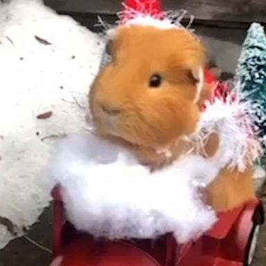 VIDEO: These guinea pigs are in the holiday spirit