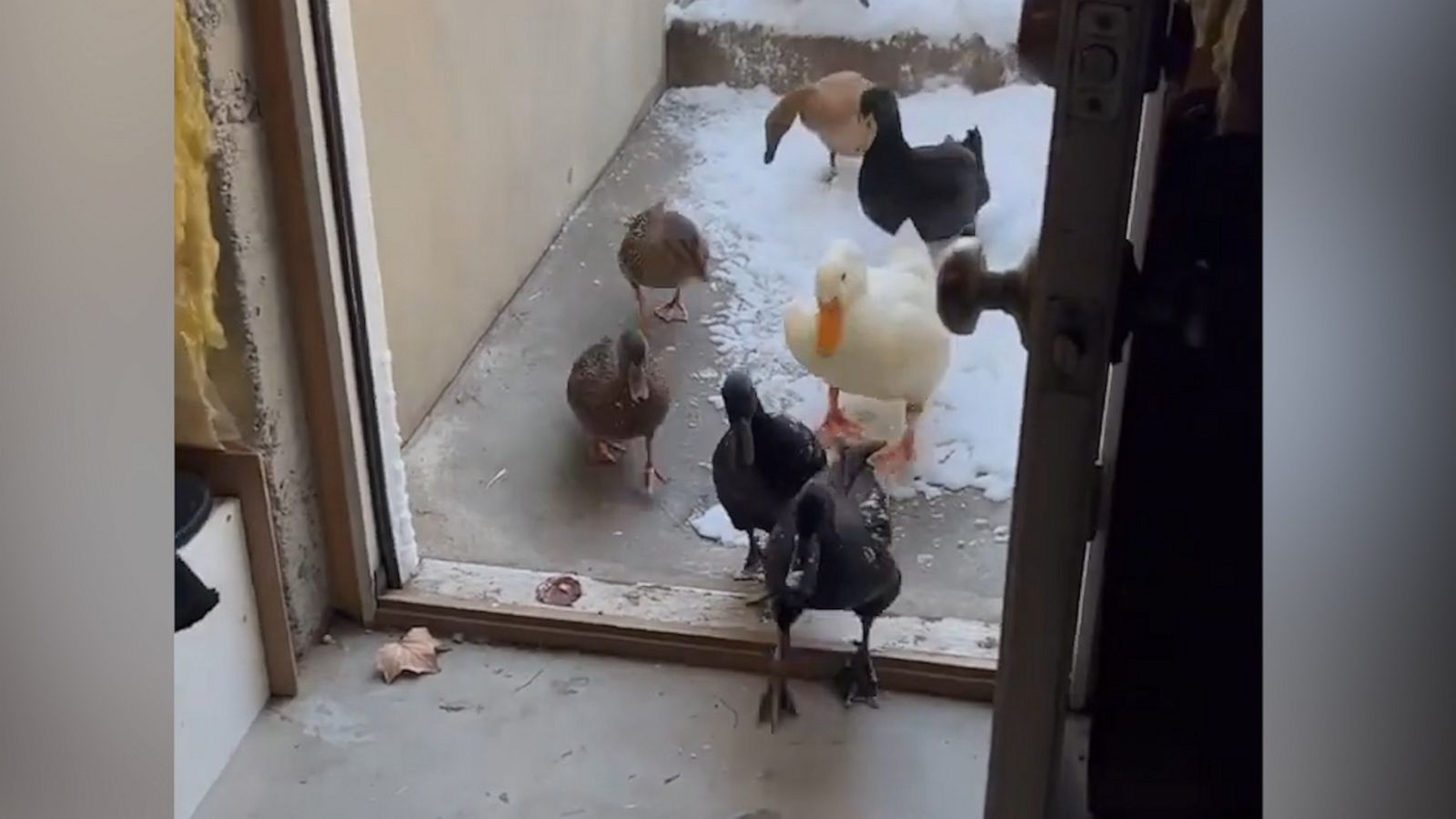 VIDEO: These ducks want nothing to do with snow