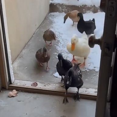 VIDEO: These ducks want nothing to do with snow 