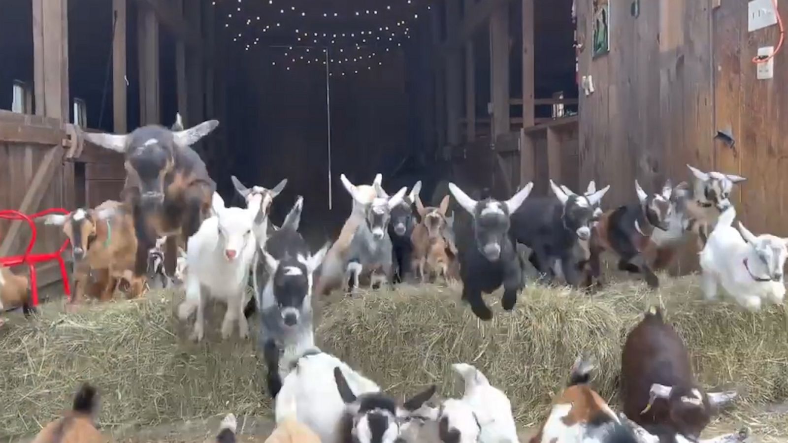 VIDEO: These baby goats are all of us trying to leave 2021 behind