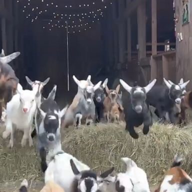 VIDEO: These baby goats are all of us trying to leave 2021 behind 