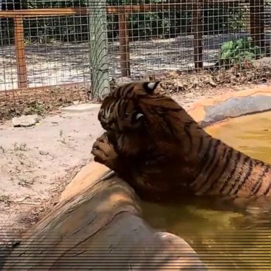 VIDEO: Florida zoo worker sent to hospital with tiger bite