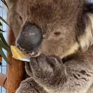 VIDEO: Koala wows caregivers by using a spoon to feed himself