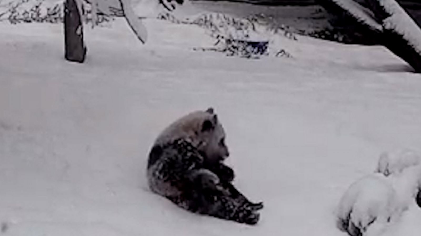 VIDEO: These pandas playing in the snow are a mood