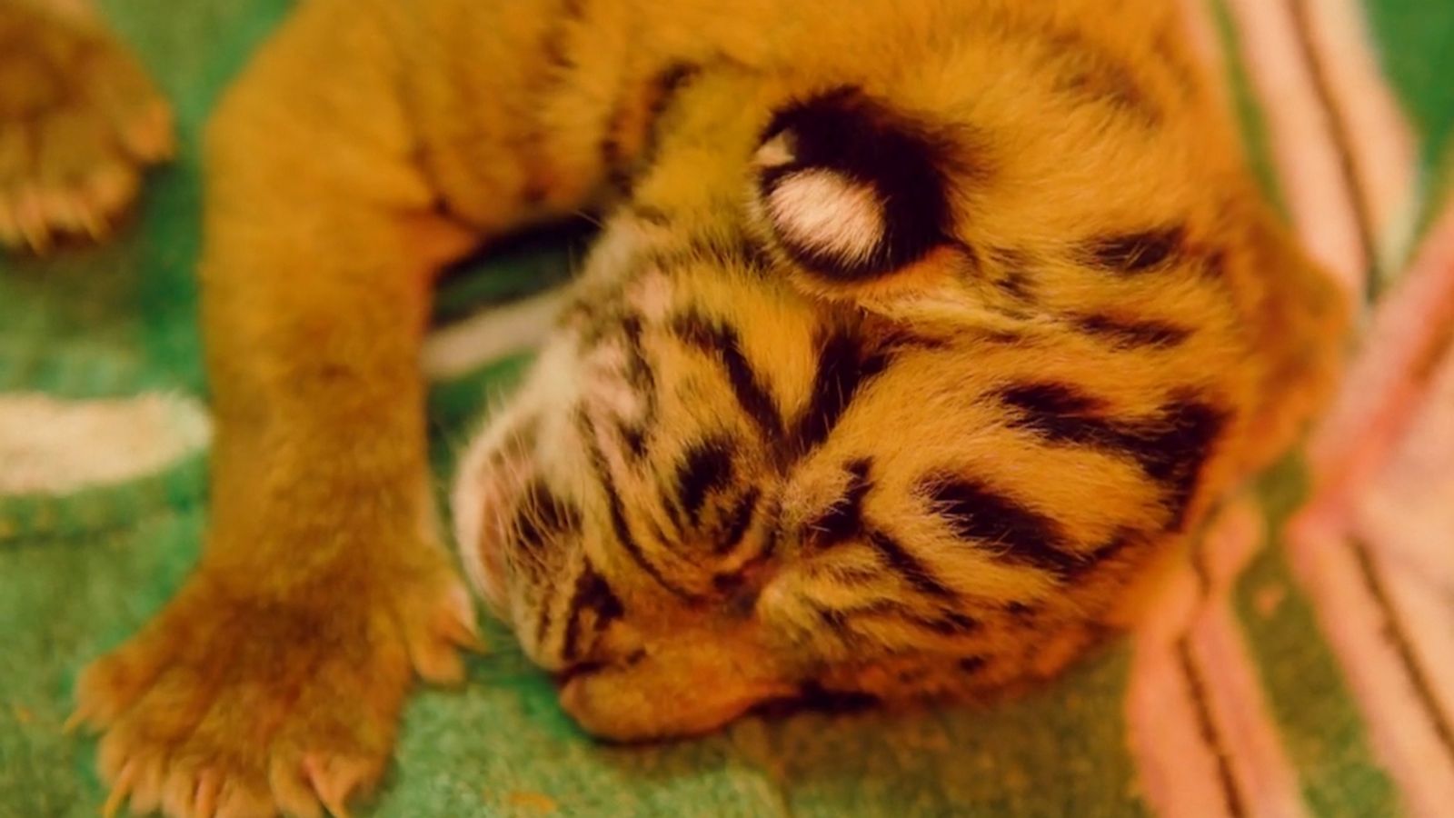 VIDEO: We are going wild over the birth of these endangered tiger cubs