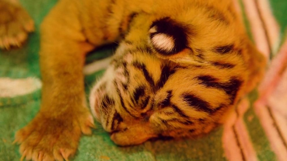 Pictured: Adorable endangered Siberian tiger cubs born in Woburn