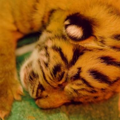 VIDEO: We are going wild over the birth of these endangered tiger cubs