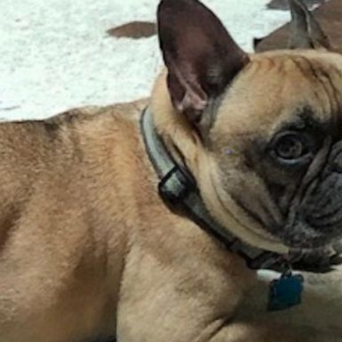 VIDEO: Dognapping thieves targeting French bulldogs