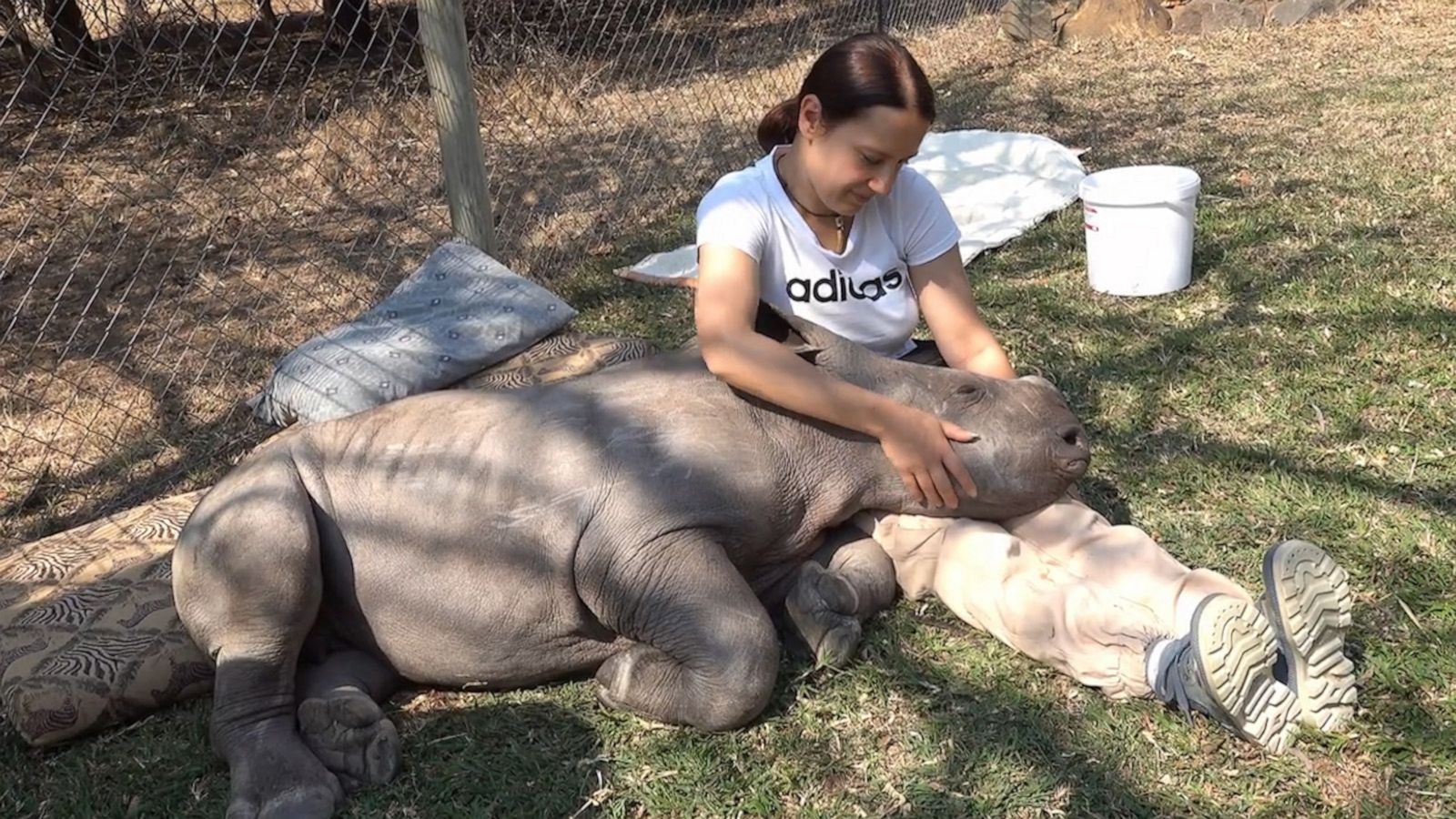 https://s.abcnews.com/images/GMA/220105_gma_digital_RhinoCuddle_hpMain_16x9_1600.jpg