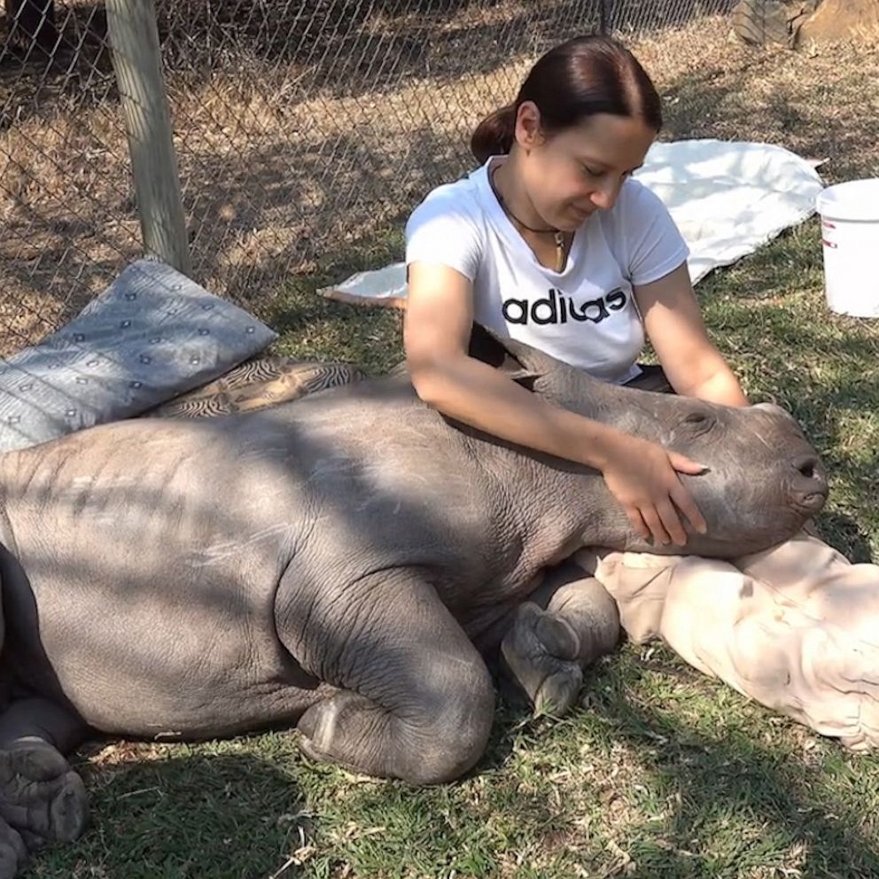 Baby rhino gets her cuddles in at animal sanctuary - Good Morning America