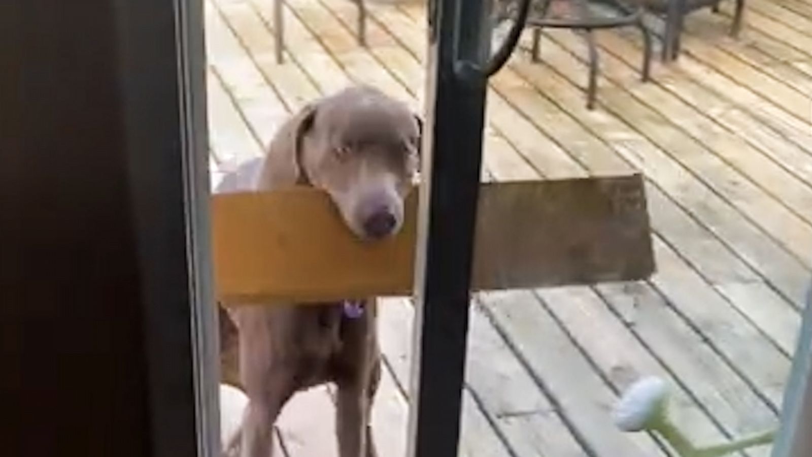 VIDEO: Frustrated dog tries to fit plank through porch doors