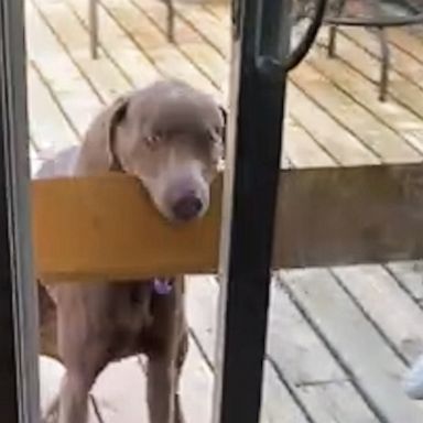 VIDEO: Frustrated dog tries to fit plank through porch doors