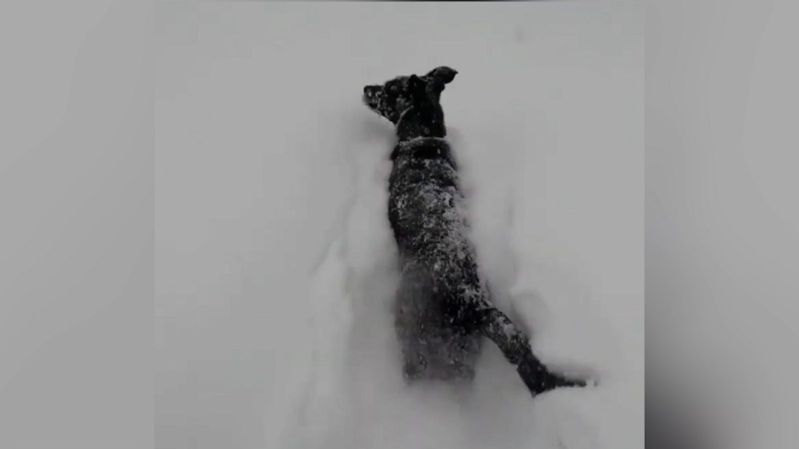 VIDEO: We can watch these dogs play in the snow all day