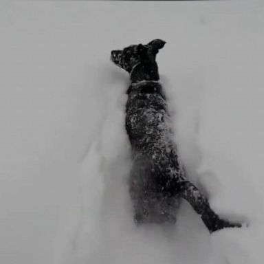 VIDEO: We can watch these dogs play in the snow all day