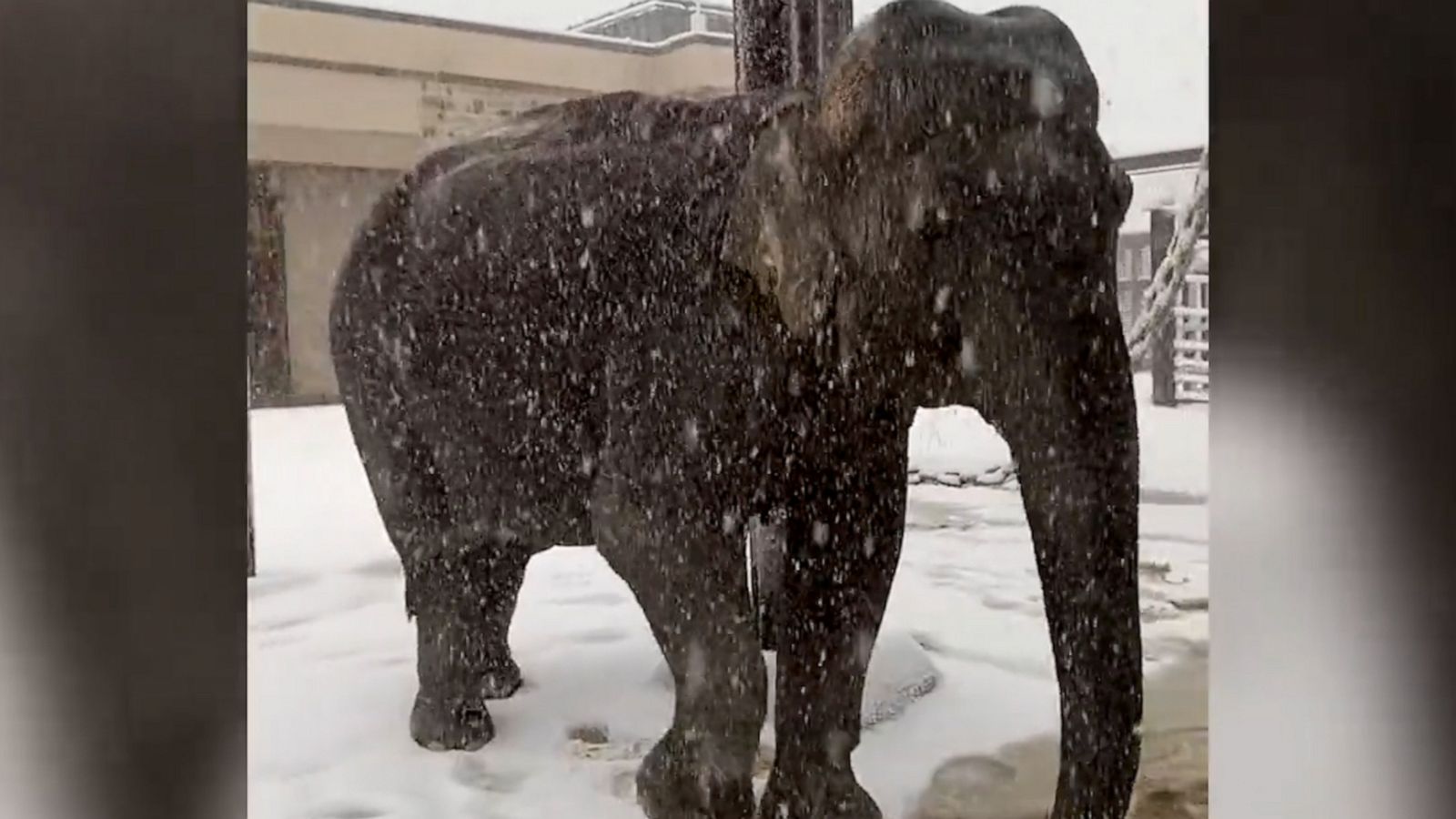 VIDEO: Animals at the National Zoo have the best snow day ever