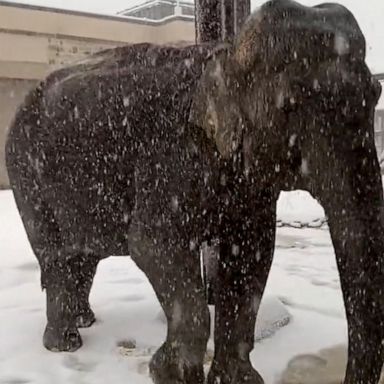 VIDEO: Animals at the National Zoo have the best snow day ever 