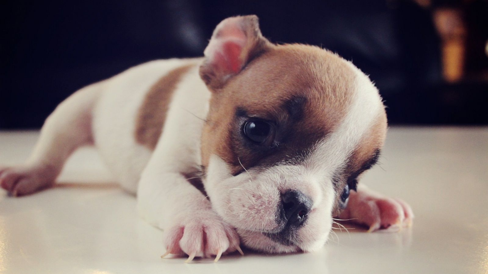 VIDEO: Watch this adorable special needs bulldog teach himself how to run