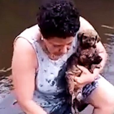 VIDEO: Couple rescues nine puppies after being dumped in Sao Paulo stream 