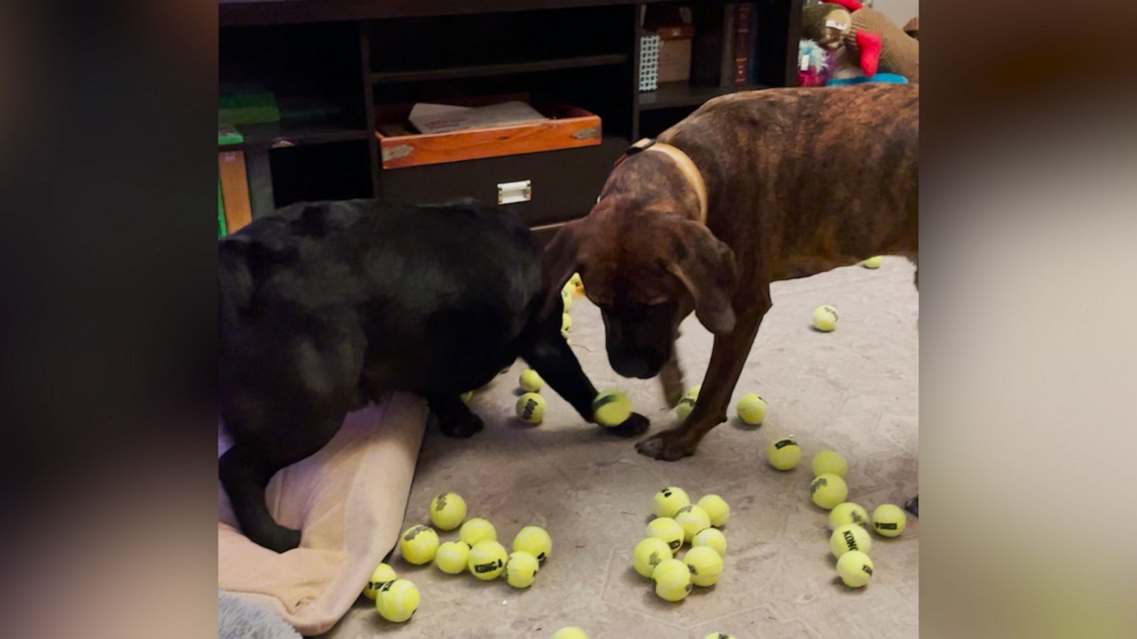 VIDEO: Dogs are overjoyed after owner dumps 300 tennis balls on the floor