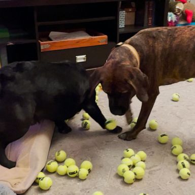 VIDEO: Dogs are overjoyed after owner dumps 300 tennis balls on the floor