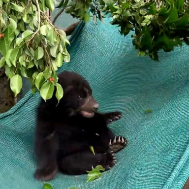 VIDEO: A bear cub in a hammock is the Wednesday motivation we didn’t know we needed 