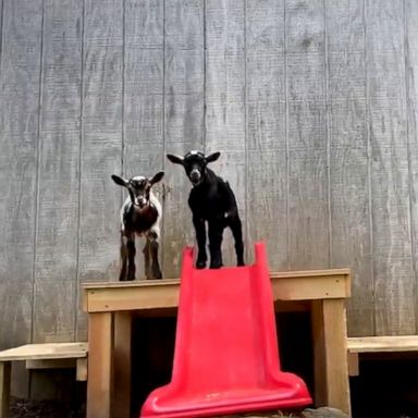 VIDEO: Goats enjoy playhouse created for them by local high school students 