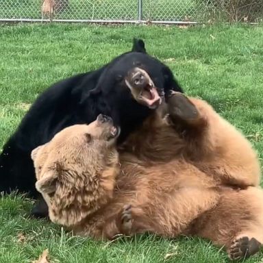 VIDEO: Bear-y cute rescue bears wrestle playfully at an animal sanctuary