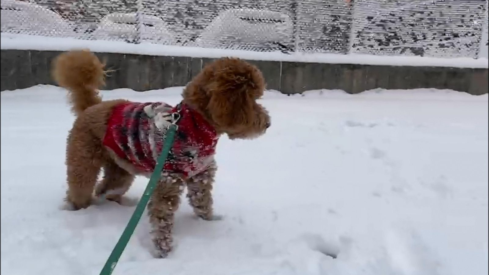 VIDEO: Puppy enjoys his first snow ever