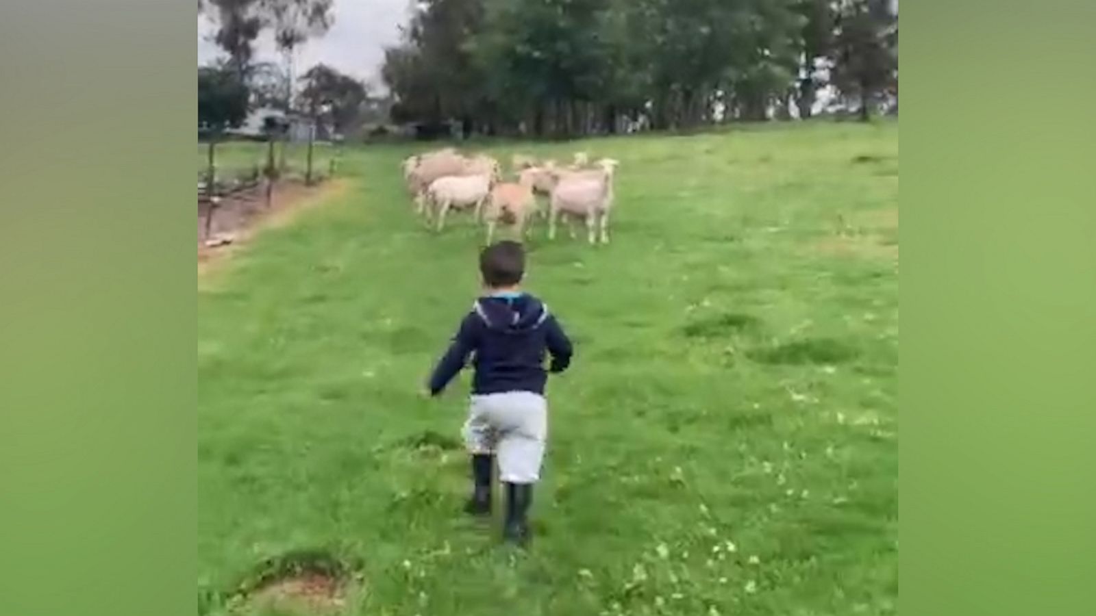 VIDEO: Toddler runs behind flock of sheep with enthusiastic encouragement