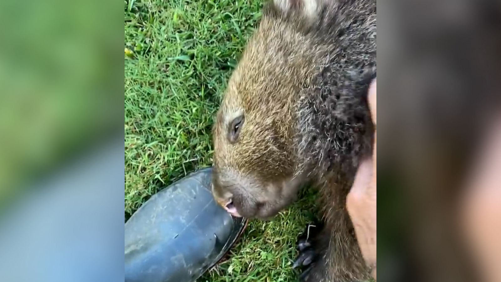 VIDEO: Who enjoys a belly rub more than this wombat?