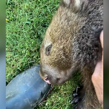 VIDEO: Who enjoys a belly rub more than this wombat?