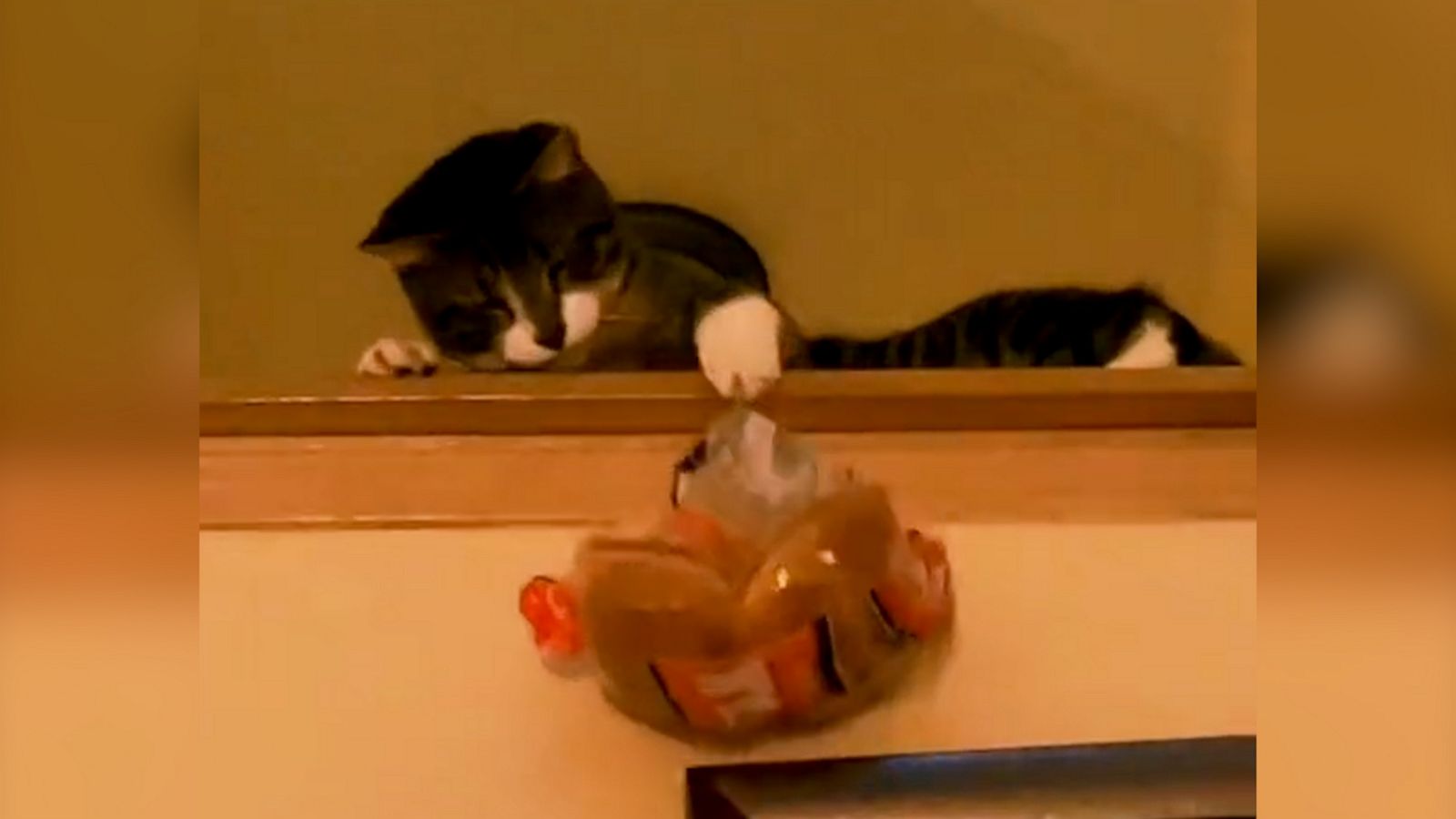 VIDEO: Is there anything this cat can’t catch?