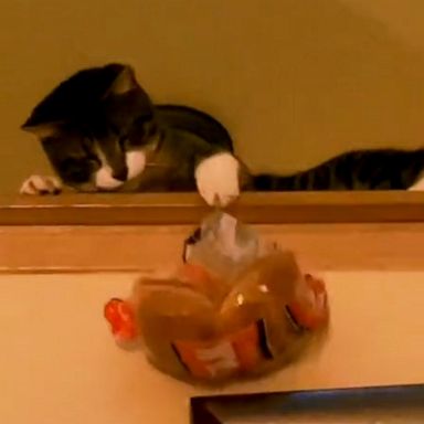 VIDEO: Is there anything this cat can’t catch?