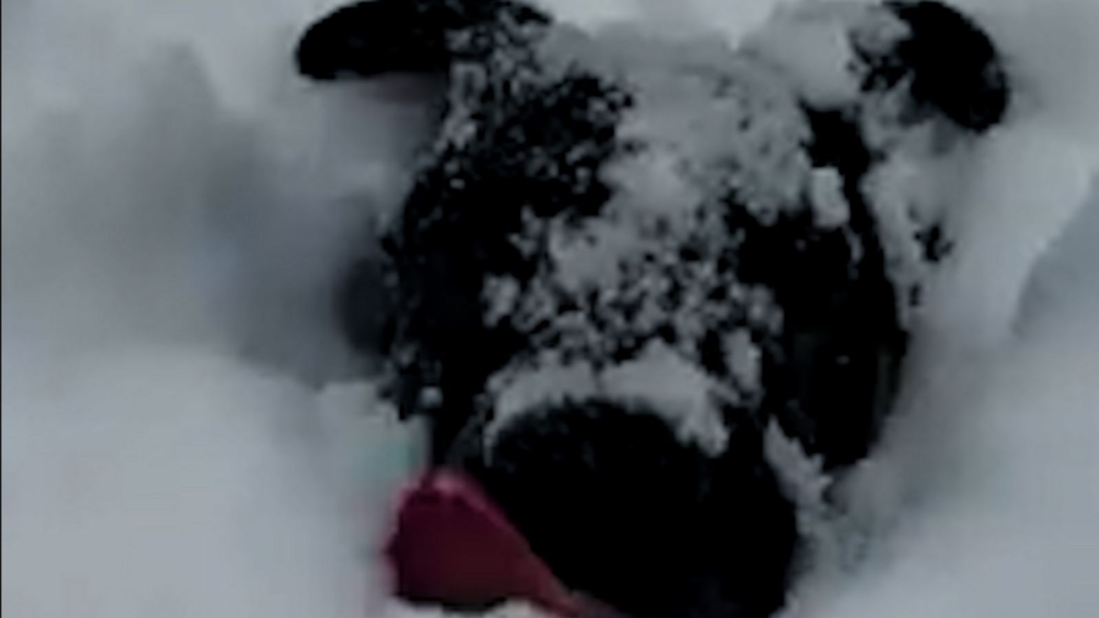 VIDEO: Snow-loving pooch can't get enough of the snow