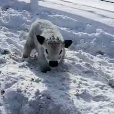 VIDEO: Miniature cattle adorably frolic through the snow