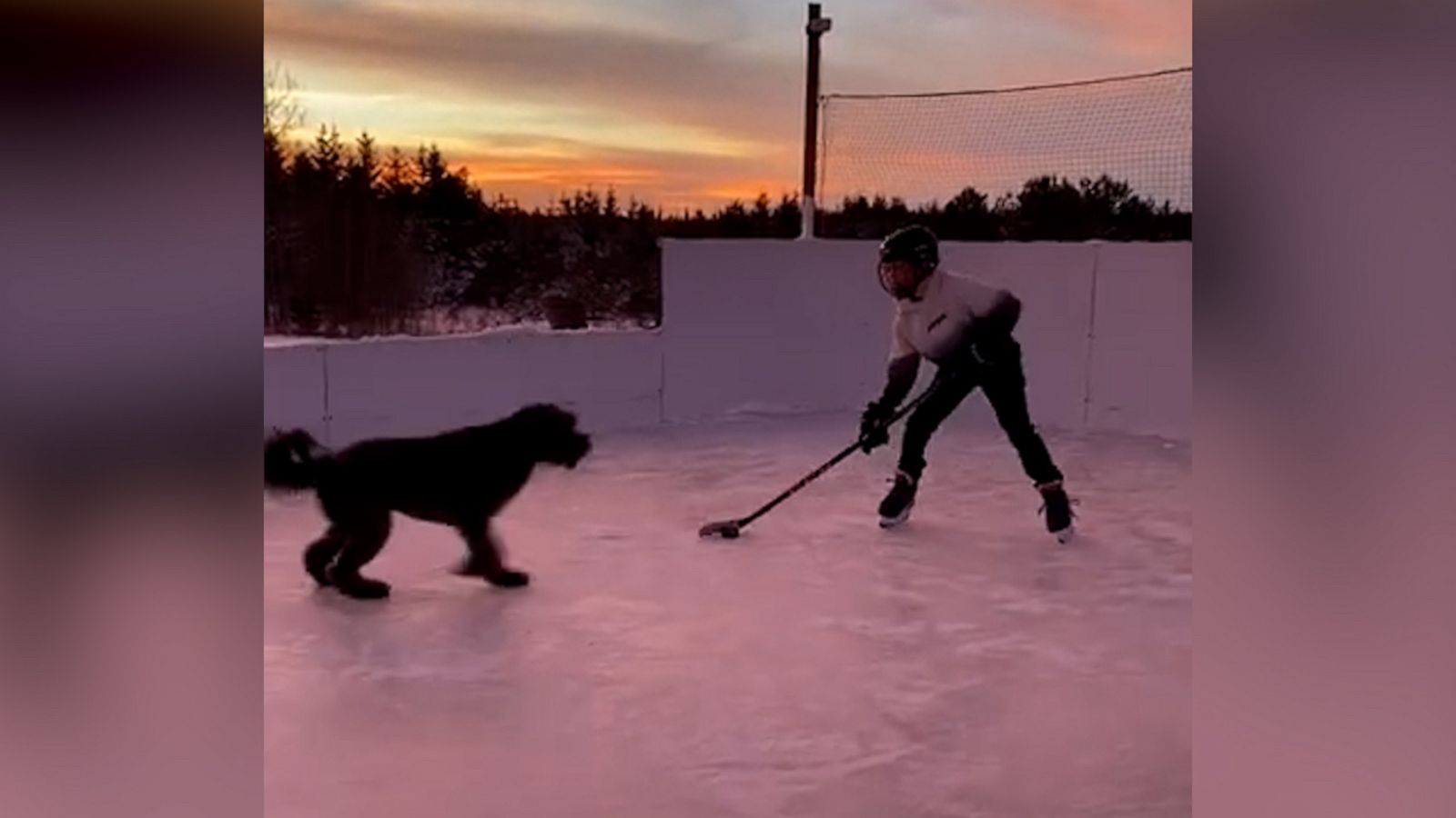 VIDEO: Dog loves to play ice hockey with family