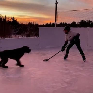 VIDEO: Dog loves to play ice hockey with family