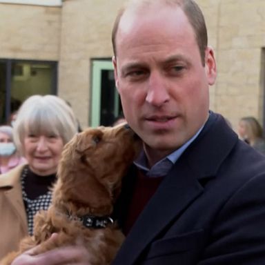 VIDEO: Prince William gets kissed by a sweet puppy