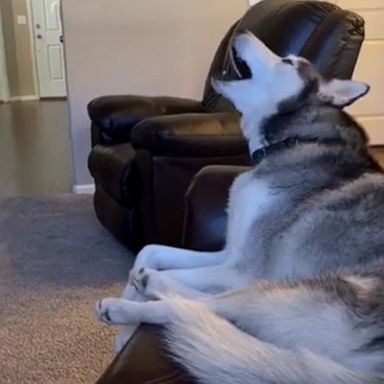 VIDEO: Newborn unimpressed as husky Joins mother's cooing 