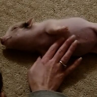 VIDEO: Piglet enjoys belly rubs to help ease hiccups