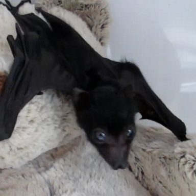 VIDEO: Baby bat loves to cuddle with teddy bear