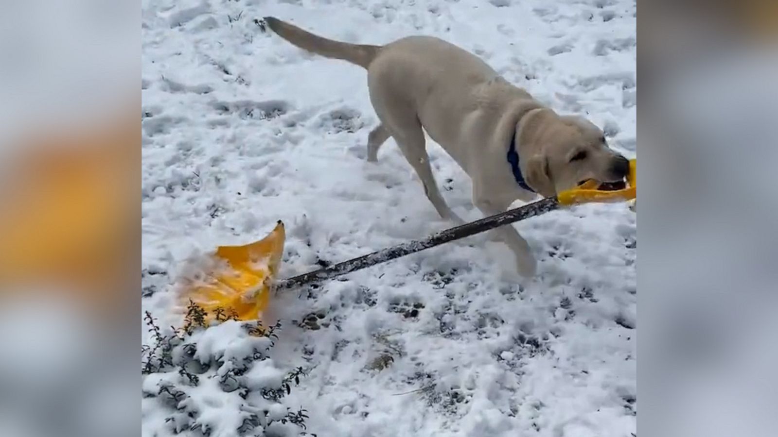 VIDEO: Dog helps ‘shovel’ snow