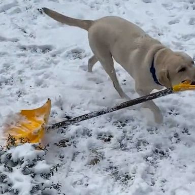 VIDEO: Dog helps ‘shovel’ snow 