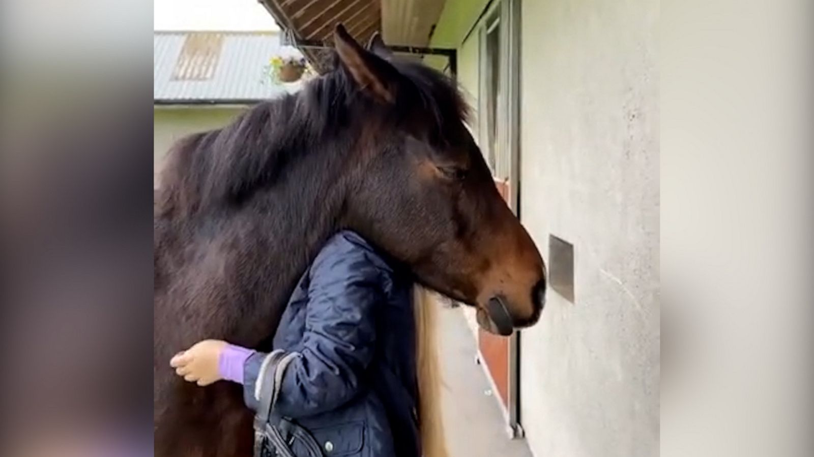 VIDEO: Horse pulls owner in for an adorable hug