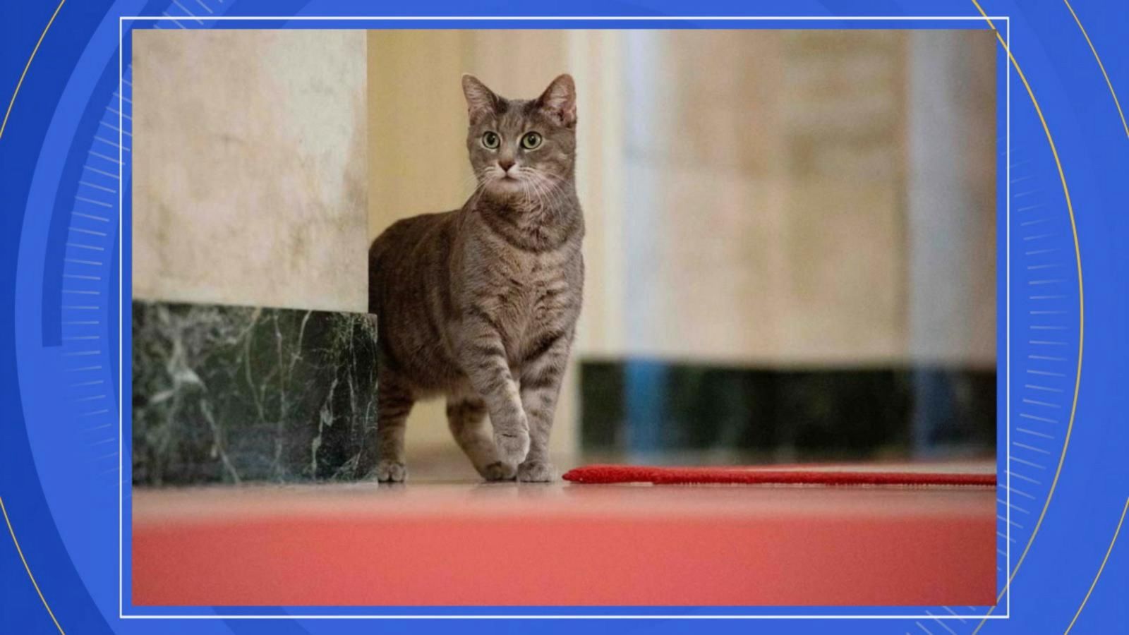 VIDEO: Bidens welcome new cat named Willow to the White House