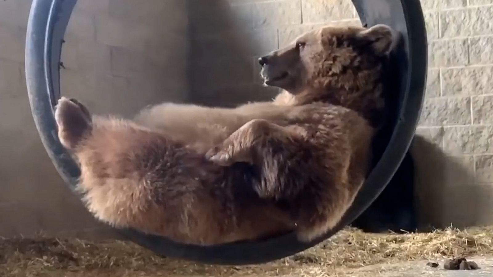 VIDEO: Rescue bear enjoys rest and relaxation in tire swing