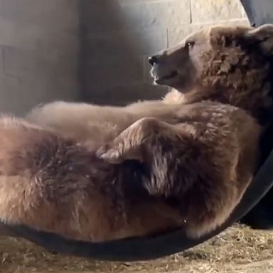 VIDEO: Rescue bear enjoys rest and relaxation in tire swing 