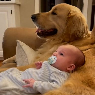 VIDEO: Newborn and dog become best friends