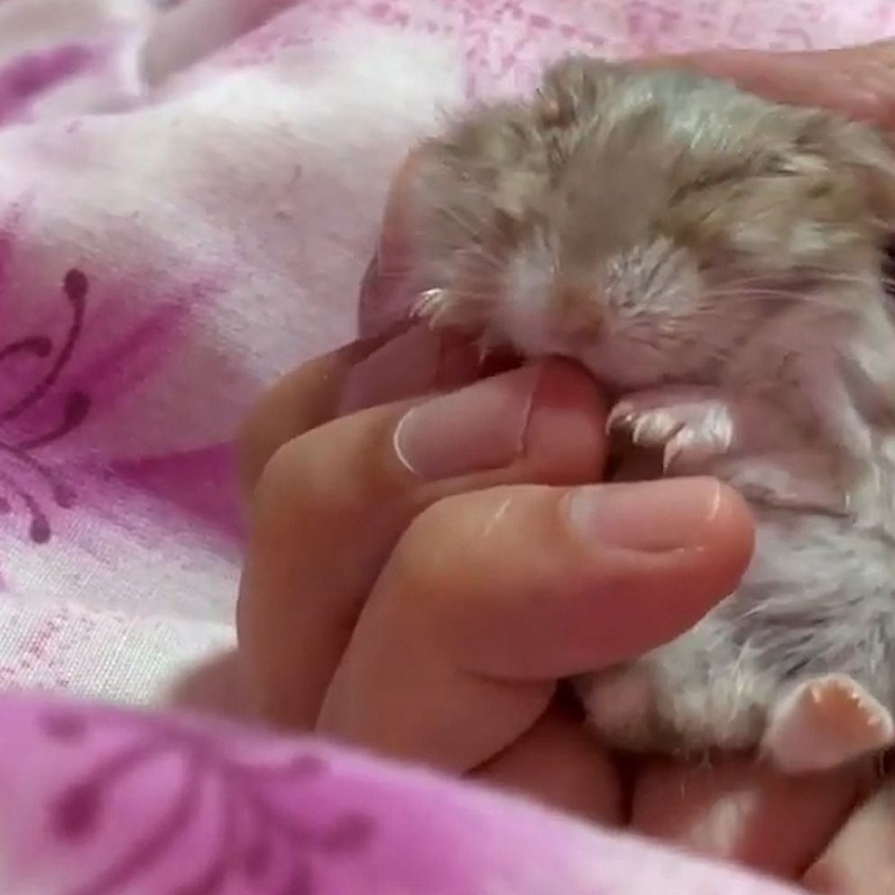 If only we all can be tucked into bed like this adorable hamster